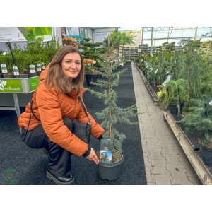 Céder úzkolistý (Cedrus libani) ´GLAUCA´ - výška 90-110 cm, kont. C5L
